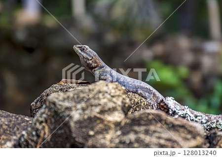 Small lizard sunbathing Small lizard sunbathing 128013240