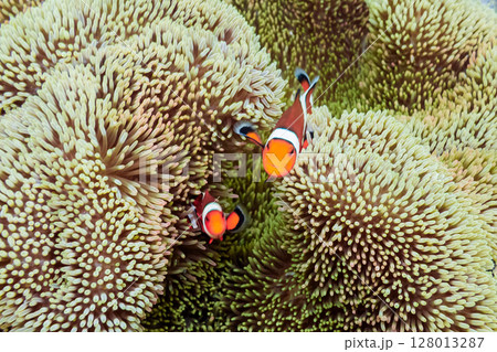 イソギンチャクとクマノミ イソギンチャクとクマノミ 128013287