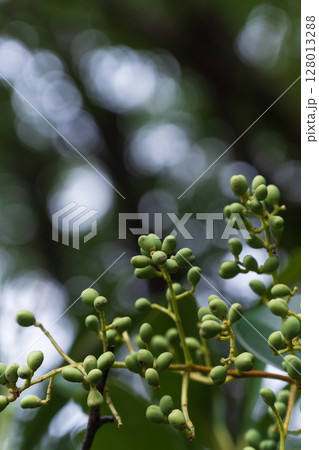 初秋のころ 初秋のころ 128013288