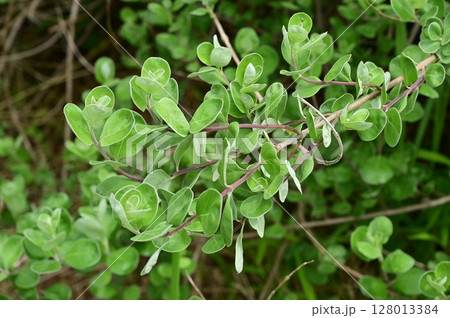 ハマゴウ（シソ科）常緑小低木 128013384