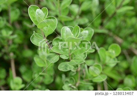 ハマゴウ（シソ科）常緑小低木 128013407