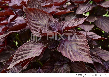 アカジソ(シソ科)一年生草木 アカジソ(シソ科)一年生草木 128013863