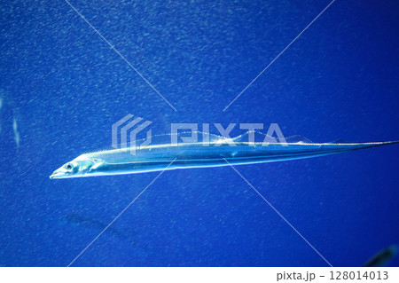 タチウオ タチウオ 128014013