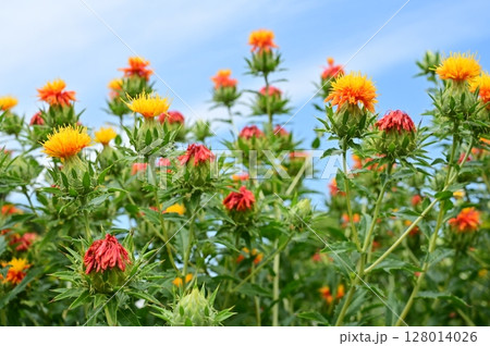 ベニバナ（キク科）の花畑 128014026