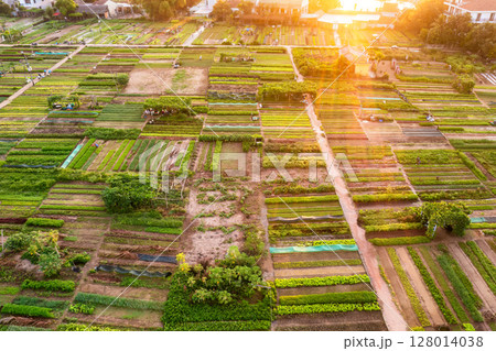Sunrise Over Tra Que Vegetable Village, Hoi An Sunrise Over Tra Que Vegetable Village, Hoi An 128014038