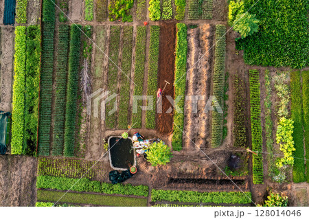 Sunrise Over Tra Que Vegetable Village, Hoi An Sunrise Over Tra Que Vegetable Village, Hoi An 128014046