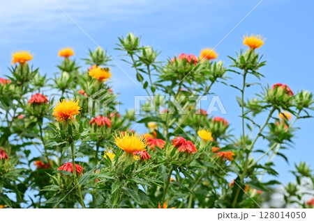 ベニバナ(キク科)の花畑 ベニバナ(キク科)の花畑 128014050