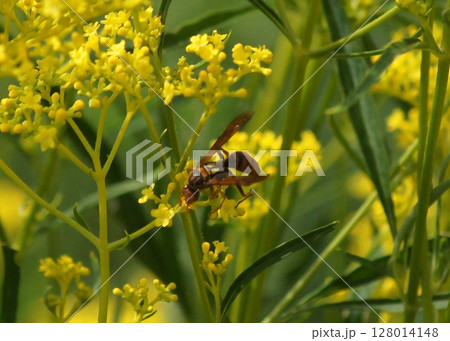 黄色い花と蜂｜女郎花(オミナエシ)とヤマトアシナガバチ 128014148