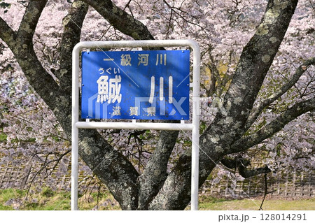 【滋賀】鮎河千本桜、きれいな清流 うぐい川沿いに咲く、桜並木がとても綺麗でした。 128014291