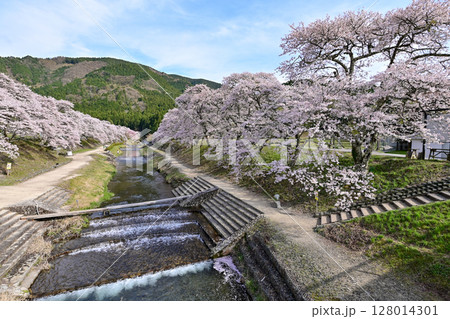 【滋賀】鮎河千本桜、きれいな清流 うぐい川沿いに咲く、桜並木がとても綺麗でした。 128014301