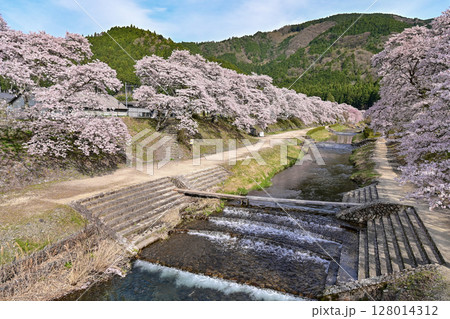 【滋賀】鮎河千本桜、きれいな清流 うぐい川沿いに咲く、桜並木がとても綺麗でした。 128014312