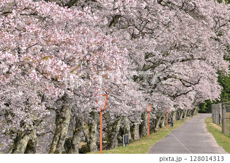 【滋賀】鮎河千本桜、きれいな清流 うぐい川沿いに咲く、桜並木がとても綺麗でした。 【滋賀】鮎河千本桜、きれいな清流 うぐい川沿いに咲く、桜並木がとても綺麗でした。 128014313
