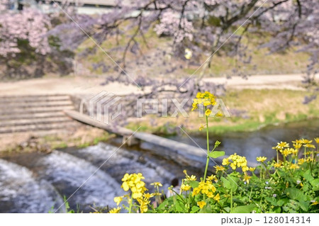 【滋賀】鮎河千本桜、きれいな清流 うぐい川沿いに咲く、桜並木がとても綺麗でした。 【滋賀】鮎河千本桜、きれいな清流 うぐい川沿いに咲く、桜並木がとても綺麗でした。 128014314