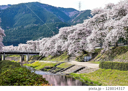 【滋賀】鮎河千本桜、きれいな清流 うぐい川沿いに咲く、桜並木がとても綺麗でした。 128014317