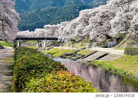 【滋賀】鮎河千本桜、きれいな清流 うぐい川沿いに咲く、桜並木がとても綺麗でした。 128014318