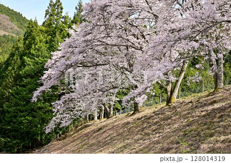 【滋賀】鮎河千本桜、きれいな清流 うぐい川沿いに咲く、桜並木がとても綺麗でした。 128014319
