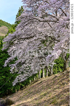 【滋賀】鮎河千本桜、きれいな清流 うぐい川沿いに咲く、桜並木がとても綺麗でした。 【滋賀】鮎河千本桜、きれいな清流 うぐい川沿いに咲く、桜並木がとても綺麗でした。 128014321