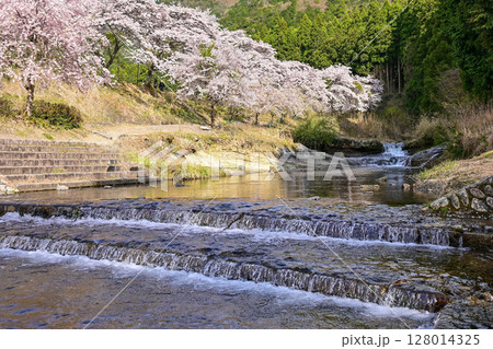 【滋賀】鮎河千本桜、きれいな清流 うぐい川沿いに咲く、桜並木がとても綺麗でした。 128014325