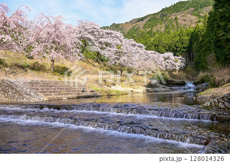 【滋賀】鮎河千本桜、きれいな清流 うぐい川沿いに咲く、桜並木がとても綺麗でした。 128014326