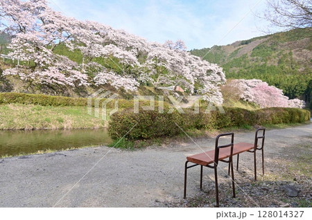 【滋賀】鮎河千本桜、きれいな清流 うぐい川沿いに咲く、桜並木がとても綺麗でした。 128014327