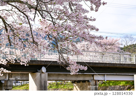 【滋賀】鮎河千本桜、きれいな清流 うぐい川沿いに咲く、桜並木がとても綺麗でした。 128014330