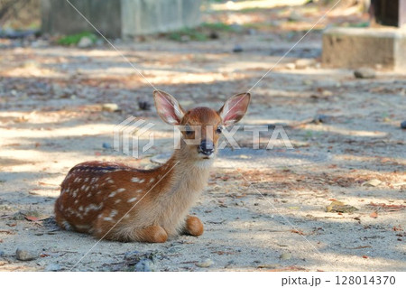 振り向く子鹿 128014370