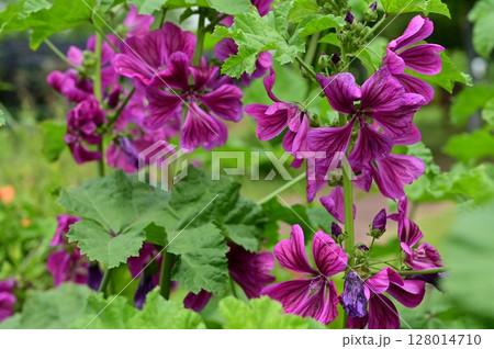 ウスベニアオイ（アオイ科）の多年草の花 128014710