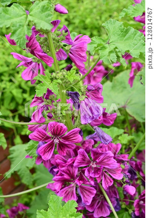 ウスベニアオイ(アオイ科)の多年草の花 ウスベニアオイ(アオイ科)の多年草の花 128014767