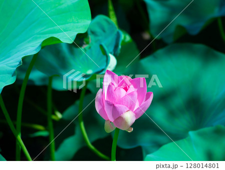 朝日に輝く蓮の花 128014801
