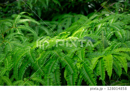 美しいシダの葉と森の光 美しいシダの葉と森の光 128014858