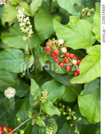 開花結実する生命力に溢れたジュズサンゴ101 開花結実する生命力に溢れたジュズサンゴ101 128014889