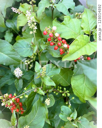 開花結実する生命力に溢れたジュズサンゴ104 128014892