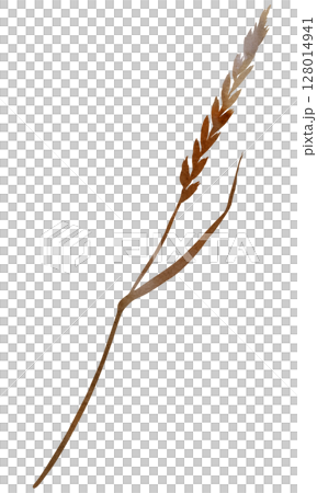 Watercolor dried stem with leaf and seeds in brown tones, boho autumn wedding isolated illustration 128014941