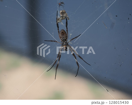 静けさに垂れる模様 ― 橋梁内のクモとその巣の記憶 静けさに垂れる模様 ― 橋梁内のクモとその巣の記憶 128015430