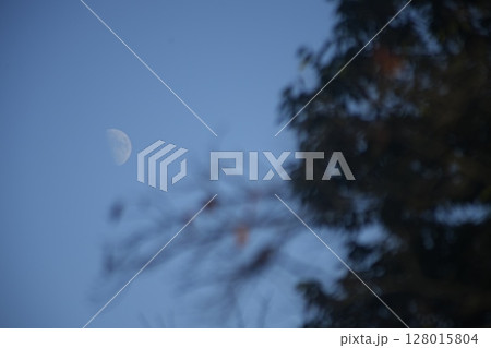 半月と木と青空 128015804