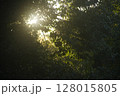 森の中に差し込む木漏れ日 128015805