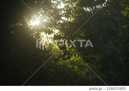 森の中に差し込む木漏れ日 森の中に差し込む木漏れ日 128015805