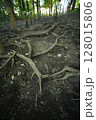 森林を這う根っこ 128015806