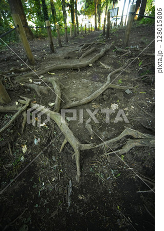 森林を這う根っこ 128015806