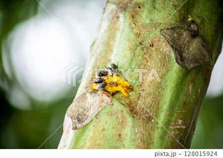 fly eat banana on the tree 128015924