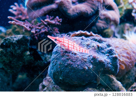 鮮やかな赤模様のクダゴンベ 128016883