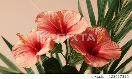 Three Peach Hibiscus Flowers with Green Leaves on Beige Background 128017350