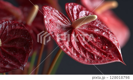 Closeup of Red Anthurium Flowers with Water Drops 128018798