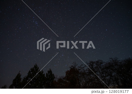 秩父の木々のシルエットと冬の星空 128019177