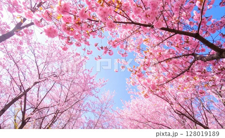 桜満開 128019189