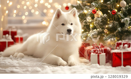 A playful Samoyed relaxes by a festive Christmas tree and gifts 128019329