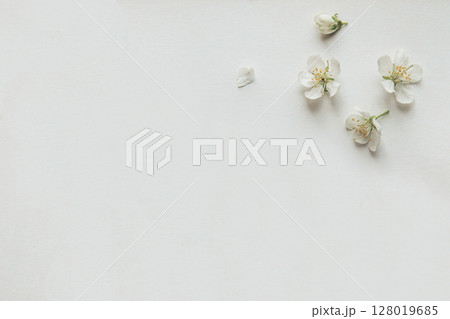 Minimalistic Arrangement of White Blossom Petals on a White Background Minimalistic Arrangement of White Blossom Petals on a White Background 128019685