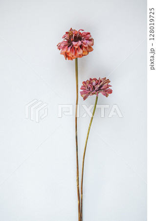 Two Vibrant Dried Flowers Against a Minimalist White Background Two Vibrant Dried Flowers Against a Minimalist White Background 128019725
