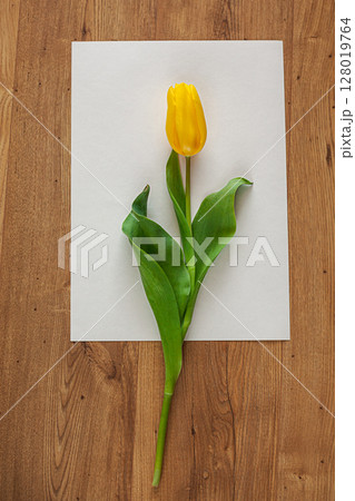 Yellow Tulip Flower on White Paper and Wooden Background Yellow Tulip Flower on White Paper and Wooden Background 128019764