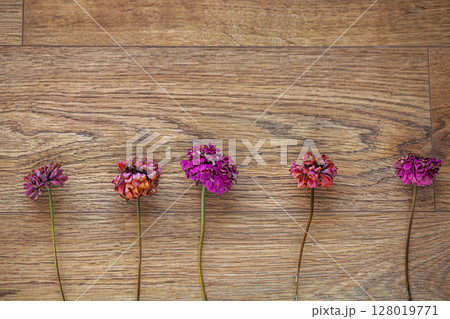 Colorful Zinnia Flowers Arranged on Wooden Background Displaying Natural Colorful Zinnia Flowers Arranged on Wooden Background Displaying Natural 128019771